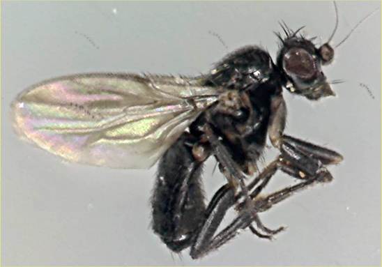 Spelobia luteilabris.jpg